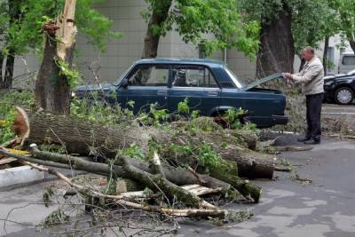 Москвичей попросили не парковаться под деревьями