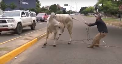Стадо коров сбежало по дороге на бойню и едва не разгромило город в Боливии (видео)