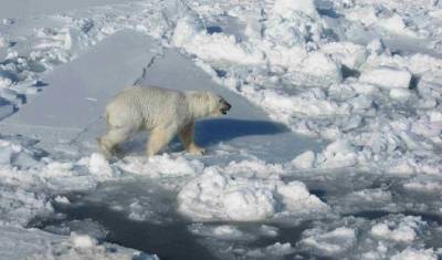 Начался второй этап экспедиции по исследованию белых медведей