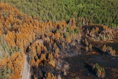 Фото с воздуха сгоревшего леса на Молоковке под Читой появилось в интернете