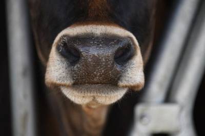 В Татарстане из горящей фермы спасли 200 коров