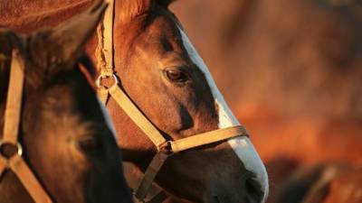 Лошадь врезалась в толпу участников празднования Сабантуя в Татарстане — видео