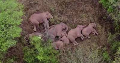 Знаменитые слоны-беглецы из Китая продолжают свой путь, разоряя местных жителей (видео)