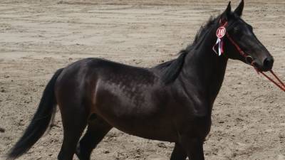 Лошадь на большой скорости снесла толпу людей в Татарстане