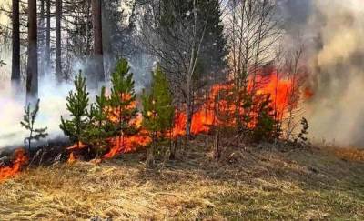 В Тюменской области грибник дважды случайно поджег лес