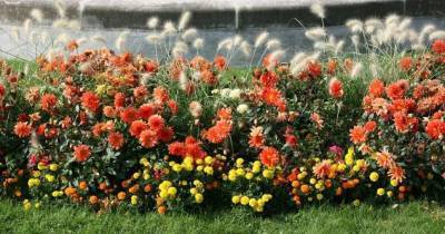 Лучшие низкорослые цветы для дачной клумбы, которые цветут все лето