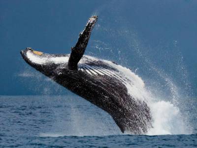 В США ловец лобстеров оказался в пасти кита и выжил