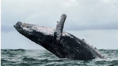 Житель Массачусетса выжил после того, как угодил в пасть кита