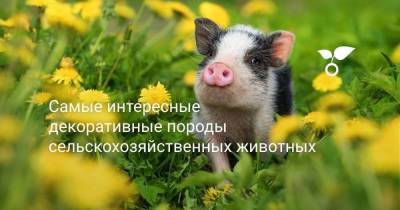 Самые интересные декоративные породы сельскохозяйственных животных - skuke.net - Россия