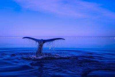 В Индийском океане нашли новую популяцию вымирающих синих китов