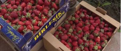 Украинцам показали новые цены популярные ягоды и подсказали, как правильно выбрать