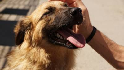 Кинолог Голубев объяснил, в чем опасность бритья собак летом