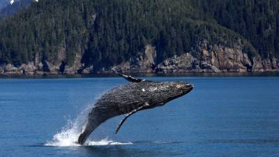 Врачи не поверили в историю о проглоченном китом дайвере в США