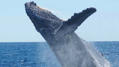 История проглоченного китом дайвера вызвала сомнения у врачей - inforeactor.ru - New York - шт. Массачусетс