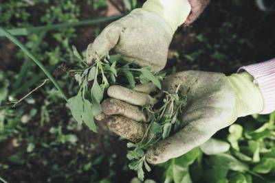 Как бороться с сорняками на огороде: названы 5 эффективных способов