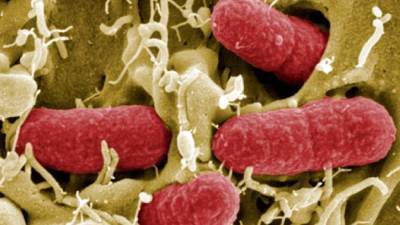 Ученые из США нашли метод борьбы с супербактериями