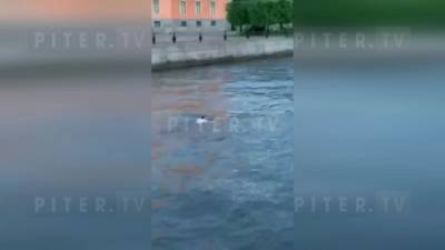 Петербургский ныряльщик после купания взобрался на туристический катер