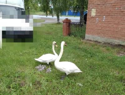 Жители Башкирии помогли заблудившейся паре лебедей с птенцами