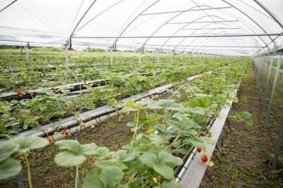Фермеры с Притамбовья выращивают клубнику на 1,5 тысячах квадратных метрах