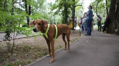 Пьяным россиянам захотели запретить выгуливать домашних животных