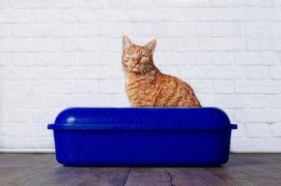 Ваша кошка и лоток: отвечаем на вопросы начинающих кошатников