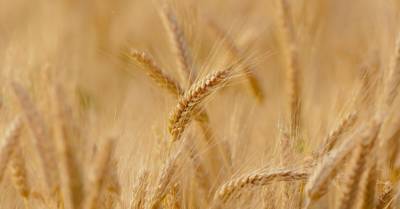 Украинские аграрии значительно сократили экспорт зерновых