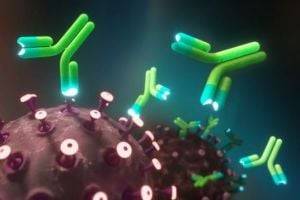 Ученые выяснили, когда антитела к COVID ослабевают и когда не работают