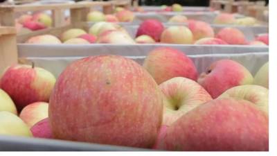 В Петербурге уничтожили почти 700 килограммов польских яблок