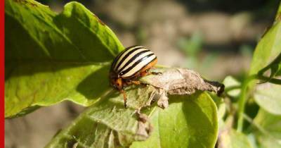 Самые опасные: какие жуки могут оставить без урожая на огороде