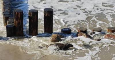 В Светлогорске спасся тюлень, застрявший на берегу из-за волнорезов (видео)