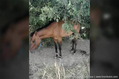 Жители сел Лебапского велаята рассказали о краже лошадей, мясо которых продают в рестораны