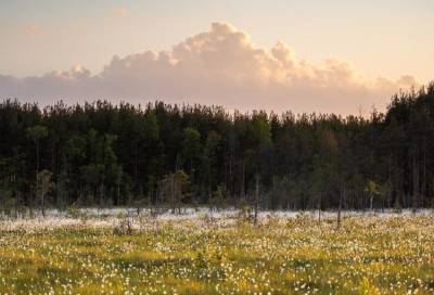 Фотограф запечатлел красоту цветущих болот в утренние часы в Ленобласти
