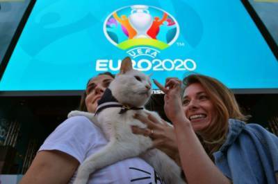 Эрмитажный кот-оракул получил паспорт болельщика для посещения матчей Евро