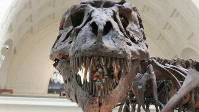 Ученые из Брюсселя выяснили условия климата Земли в эпоху динозавров