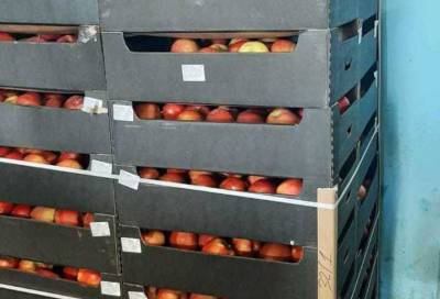 Инспекторы нашли на складе в Петербурге почти 700 кг яблок-«перевёртышей»
