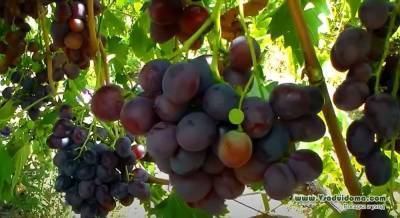 Сорт винограда «Низина» мои отзывы и особенности посадки и ухода - skuke.net