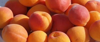 Диетолог: Употребление абрикосов на голодный желудок способно привести к проблемам с ЖКТ