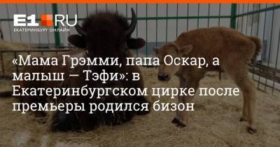 «Мама Грэмми, папа Оскар, а малыш — Тэфи»: в Екатеринбургском цирке после премьеры родился бизон