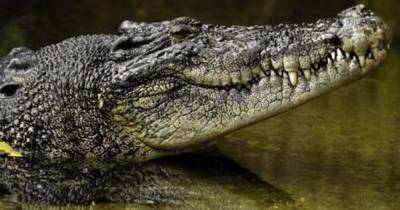 Названный в честь Бен Ладена крокодил съел 80 человек в Африке