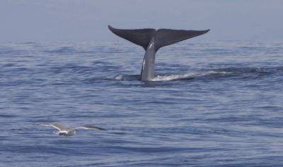 Австралийские ученые нашли новую популяцию синих китов