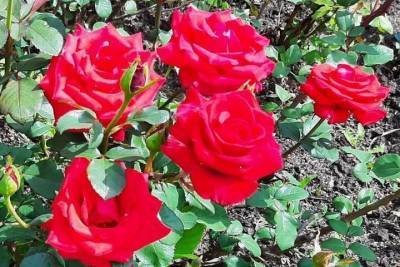 В Саратовской области проверили 216 тысяч роз
