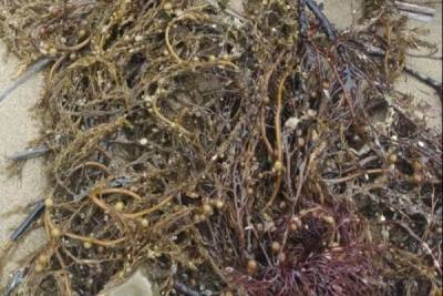 На Сахалине обнаружены водоросли, испачканные нефтепродуктами