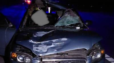 В Осиповичском районе при столкновении легковушки с лосем погиб пассажир