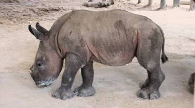 В зоопарке Флориды родился детеныш белого носорога