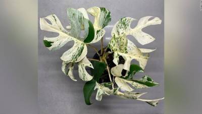 Комнатное растение продали на аукционе в Новой Зеландии за $19,3 тысячи