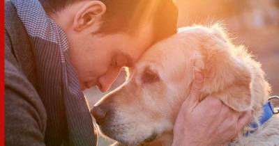 Собаки-терапевты: 7 пород, помогающие справиться с тревогой