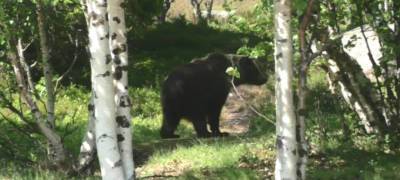 Туристы столкнулись с медведями в заказнике в Карелии и попросили их не убивать (ФОТО)