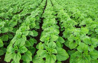 Мнение: Недостаточный контроль пероноспороза грозит потерей 30-60% урожая подсолнечника