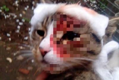 Неизвестные живодёры стреляют в кошек в Тверской области