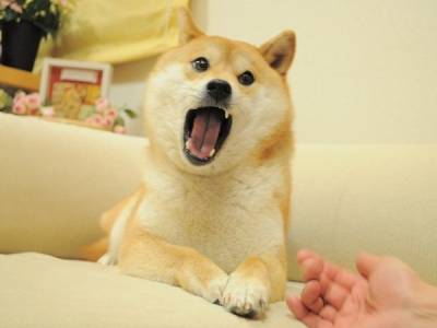 Интернет-мем Doge был продан на аукционе за рекордные $4 миллиона